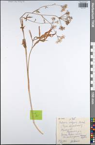 Falcaria vulgaris Bernh., Eastern Europe, Central region (E4) (Russia)