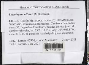 Pohlia wilsonii (Mitt.) Ochyra, Bryophytes, Bryophytes - America (BAm) (Chile)