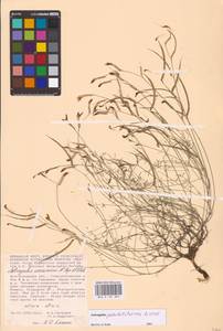 Astragalus pseudotataricus Boriss., Eastern Europe, Lower Volga region (E9) (Russia)