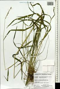 Elymus macrourus (Turcz.) Tzvelev, Siberia, Central Siberia (S3) (Russia)