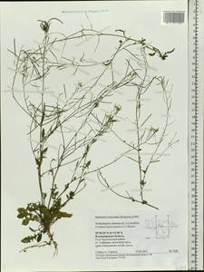 Arabidopsis arenosa (L.) Lawalrée, Eastern Europe, Central region (E4) (Russia)