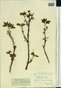 Ribes rubrum L., Siberia, Central Siberia (S3) (Russia)