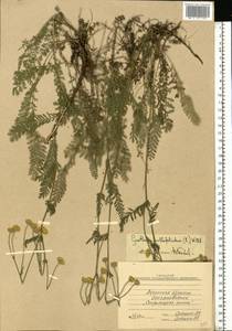 Tanacetum millefolium (L.) Tzvelev, Eastern Europe, North Ukrainian region (E11) (Ukraine)