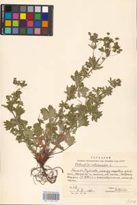 Potentilla intermedia L., Eastern Europe, Moscow region (E4a) (Russia)