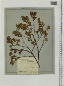 Vaccinium uliginosum L., Siberia, Russian Far East (S6) (Russia)