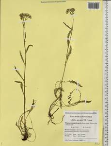 Achillea apiculata Orlova, Eastern Europe, Northern region (E1) (Russia)