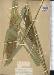 Phragmites australis (Cav.) Trin. ex Steud., Middle Asia, Muyunkumy, Balkhash & Betpak-Dala (M9) (Kazakhstan)