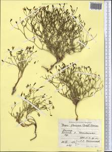 Askellia flexuosa (Ledeb.) W. A. Weber, Middle Asia, Pamir & Pamiro-Alai (M2) (Tajikistan)