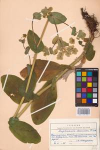 Bupleurum aureum Fisch., Eastern Europe, Eastern region (E10) (Russia)