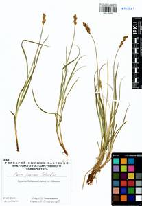 Carex praecox Schreb., Siberia, Baikal & Transbaikal region (S4) (Russia)