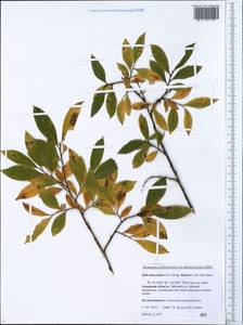 Salix kalarica (A. Skvorts.) Worosch., Siberia, Russian Far East (S6) (Russia)