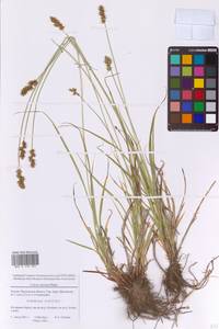 Carex spicata subsp. spicata, Eastern Europe, Moscow region (E4a) (Russia)