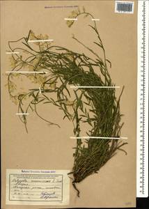 Polygala major Jacq., Caucasus, Abkhazia (K4a) (Abkhazia)