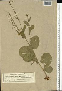 Brassica napus L., Eastern Europe, Moscow region (E4a) (Russia)