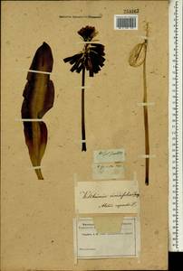 Veltheimia capensis (L.) Redouté, Africa (AFR) (Russia)