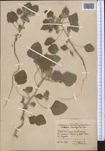 Chrozophora tinctoria (L.) A.Juss., Middle Asia, Western Tian Shan & Karatau (M3) (Uzbekistan)
