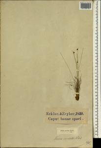 Ficinia acuminata (Nees) Nees, Africa (AFR) (South Africa)