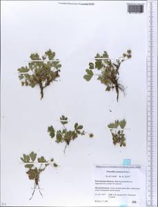 Potentilla cinerea subsp. incana (G. Gaertn., B. Mey. & Scherb.) Asch., Eastern Europe, Rostov Oblast (E12a) (Russia)