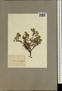Thymus quinquecostatus var. przewalskii (Kom.) Ronniger, South Asia, South Asia (Asia outside ex-Soviet states and Mongolia) (ASIA) (North Korea)