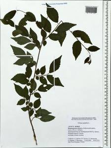 Ulmus pumila L., Eastern Europe, Central forest-and-steppe region (E6) (Russia)