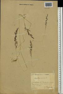 Agrostis canina L., Eastern Europe, Moscow region (E4a) (Russia)