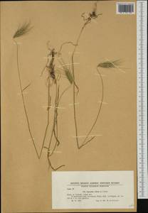 Dasypyrum villosum (L.) Borbás, Western Europe (EUR) (Romania)