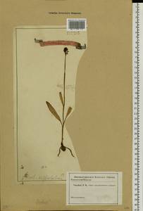 Neotinea ustulata (L.) R.M.Bateman, Pridgeon & M.W.Chase, Siberia, Western Siberia (S1) (Russia)