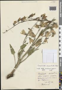 Campanula sarmatica Ker Gawl., Caucasus, North Ossetia, Ingushetia & Chechnya (K1c) (Russia)