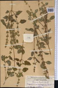 Ocimum basilicum L., Middle Asia, Western Tian Shan & Karatau (M3) (Kazakhstan)
