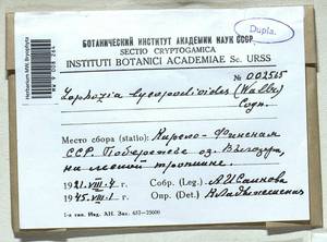 Barbilophozia lycopodioides (Wallr.) Loeske, Bryophytes, Bryophytes - Karelia, Leningrad & Murmansk Oblasts (B4) (Russia)