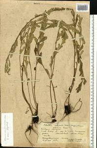 Artemisia mandschurica (Kom.) Kom., Eastern Europe, Eastern region (E10) (Russia)