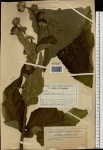 Inula helenium L., Eastern Europe, Central region (E4) (Russia)