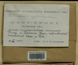 Trichodon cylindricus (Hedw.) Schimp., Bryophytes, Bryophytes - Middle Russia (B6) (Russia)