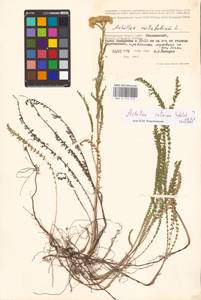 Achillea setacea Waldst. & Kit., Eastern Europe, Lower Volga region (E9) (Russia)