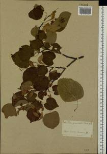 Tilia ×europaea L., Eastern Europe, Moscow region (E4a) (Russia)