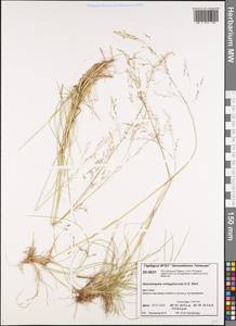 Deschampsia cespitosa subsp. cespitosa, Siberia, Central Siberia (S3) (Russia)