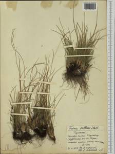 Festuca pallens Host, Western Europe (EUR) (Germany)