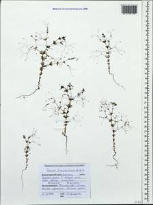 Galium tenuissimum M.Bieb., Caucasus, Black Sea Shore (from Novorossiysk to Adler) (K3) (Russia)