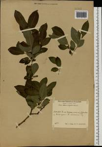 Salix caprea × cinerea, Eastern Europe, Moscow region (E4a) (Russia)