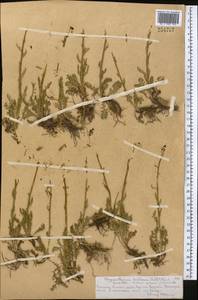 Tanacetum richterioides (C. Winkl.) K. Bremer & Humphries, Middle Asia, Northern & Central Tian Shan (M4) (Kazakhstan)