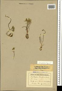 Ornithogalum orthophyllum subsp. kochii (Parl.) Zahar., Caucasus, Stavropol Krai, Karachay-Cherkessia & Kabardino-Balkaria (K1b) (Russia)