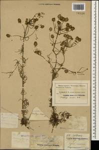 Plantago arenaria Waldst. & Kit., Caucasus, Krasnodar Krai & Adygea (K1a) (Russia)