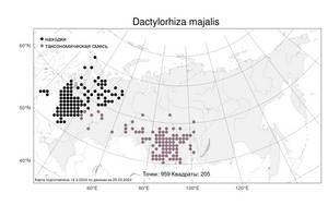Dactylorhiza majalis (Rchb.) P.F.Hunt & Summerh., Atlas of the Russian Flora (FLORUS) (Russia)