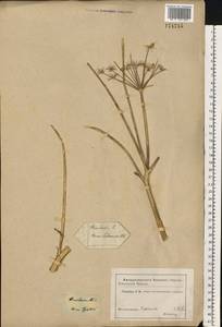 Heracleum sphondylium subsp. sibiricum (L.) Simonk., Eastern Europe, Rostov Oblast (E12a) (Russia)