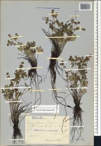 Alchemilla sericea Willd., Caucasus, North Ossetia, Ingushetia & Chechnya (K1c) (Russia)