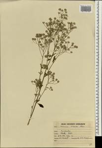Cyanthillium cinereum (L.) H. Rob., South Asia, South Asia (Asia outside ex-Soviet states and Mongolia) (ASIA) (India)