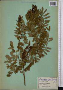 Amorpha fruticosa L., Middle Asia, Pamir & Pamiro-Alai (M2) (Tajikistan)