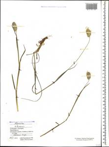 Alopecurus textilis Boiss., Caucasus, Stavropol Krai, Karachay-Cherkessia & Kabardino-Balkaria (K1b) (Russia)