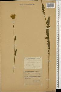 Klasea radiata subsp. radiata, Caucasus, Stavropol Krai, Karachay-Cherkessia & Kabardino-Balkaria (K1b) (Russia)
