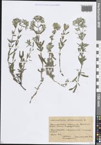 Marrubium parviflorum subsp. parviflorum, Eastern Europe, Rostov Oblast (E12a) (Russia)